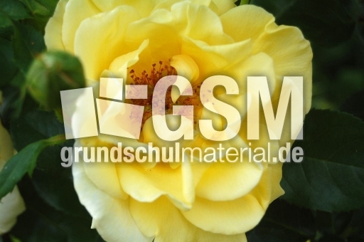 Strauchrose_1.JPG